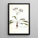 Pelargonium depressum - Nikolaus Joseph Freiherr von Jacquin — quadro incorniciato alla parete