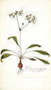 Pelargonium depressum - Nikolaus Joseph Freiherr von Jacquin — vista dell’opera