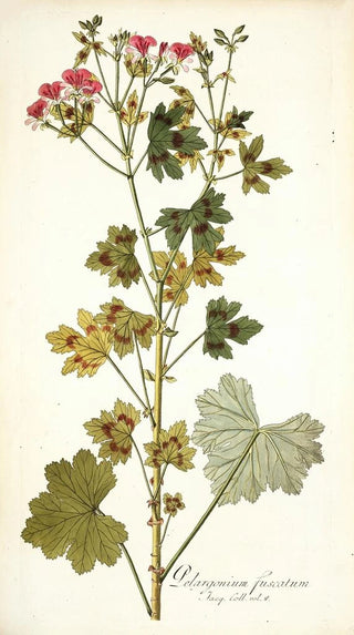 Nikolaus Joseph Freiherr von Jacquin - Pelargonium fuscatum.webp