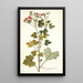 Pelargonium fuscatum - Nikolaus Joseph Freiherr von Jacquin — quadro incorniciato alla parete