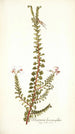 Pelargonium hermanniaefolium - Nikolaus Joseph Freiherr von Jacquin — vista dell’opera