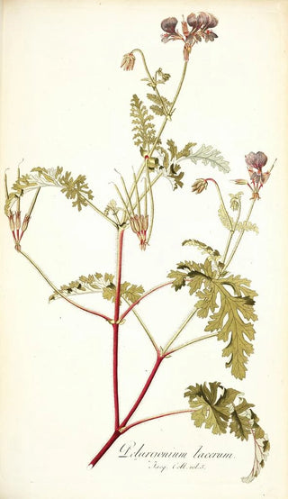 Nikolaus Joseph Freiherr von Jacquin - Pelargonium lacerum.webp