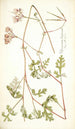 Pelargonium longicaule - Nikolaus Joseph Freiherr von Jacquin — vista dell’opera