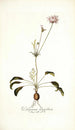 Pelargonium longifolium - Nikolaus Joseph Freiherr von Jacquin — vista dell’opera