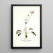 Pelargonium longifolium - Nikolaus Joseph Freiherr von Jacquin — quadro incorniciato alla parete