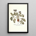 Pelargonium melananthon - Nikolaus Joseph Freiherr von Jacquin — quadro incorniciato alla parete