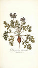 Pelargonium melananthon - Nikolaus Joseph Freiherr von Jacquin — vista dell’opera