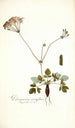 Pelargonium nervifolium - Nikolaus Joseph Freiherr von Jacquin — vista dell’opera