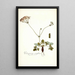Pelargonium nervifolium - Nikolaus Joseph Freiherr von Jacquin — quadro incorniciato alla parete