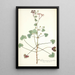 Pelargonium patulum - Nikolaus Joseph Freiherr von Jacquin — quadro incorniciato alla parete
