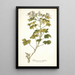 Pelargonium ribifolium - Nikolaus Joseph Freiherr von Jacquin — quadro incorniciato alla parete