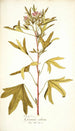 Pelargonium scabrum - Nikolaus Joseph Freiherr von Jacquin — vista dell’opera