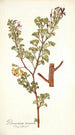 Pelargonium ternatum - Nikolaus Joseph Freiherr von Jacquin — vista dell’opera