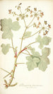 Pelargonium tomentosum - Nikolaus Joseph Freiherr von Jacquin — vista dell’opera