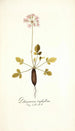 Pelargonium triphyllum - Nikolaus Joseph Freiherr von Jacquin — vista dell’opera