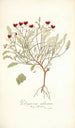 Pelargonium violareum - Nikolaus Joseph Freiherr von Jacquin — vista dell’opera
