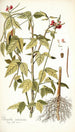 Phaseolus semierectus - Nikolaus Joseph Freiherr von Jacquin | Reproduction — vista dell’opera