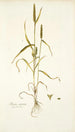 Phleum asperum - Nikolaus Joseph Freiherr von Jacquin — vista dell’opera