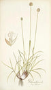 Phleum gerardi - Nikolaus Joseph Freiherr von Jacquin — vista dell’opera