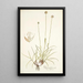 Phleum gerardi - Nikolaus Joseph Freiherr von Jacquin — quadro incorniciato alla parete