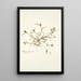 Phleum schoenoides - Nikolaus Joseph Freiherr von Jacquin — quadro incorniciato alla parete
