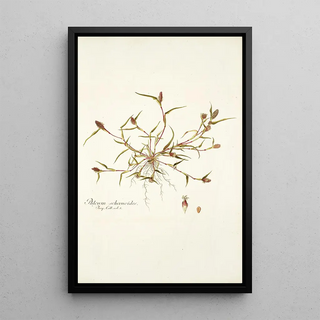 Nikolaus Joseph Freiherr von Jacquin - Phleum schoenoides.webp