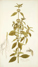 Phlomis caribaea - Nikolaus Joseph Freiherr von Jacquin — vista dell’opera
