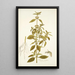 Phlomis caribaea - Nikolaus Joseph Freiherr von Jacquin — quadro incorniciato alla parete