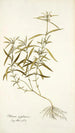 Phlomis zeylanica - Nikolaus Joseph Freiherr von Jacquin — vista dell’opera