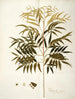 Phyllanthus speciosa - Nikolaus Joseph Freiherr von Jacquin — vista dell’opera