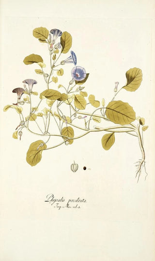 Nikolaus Joseph Freiherr von Jacquin - Physalis prostrata.webp