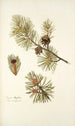 Pinus mughus - Nikolaus Joseph Freiherr von Jacquin — vista dell’opera