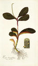 Piper clusiaefolium - Nikolaus Joseph Freiherr von Jacquin | Reproduction — vista dell’opera