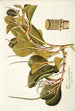 Piper magnoliaefolium - Nikolaus Joseph Freiherr von Jacquin — vista dell’opera