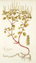 Piper obtusifolium - Nikolaus Joseph Freiherr von Jacquin — vista dell’opera