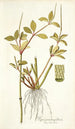 Piper pereskiaefolium - Nikolaus Joseph Freiherr von Jacquin — vista dell’opera