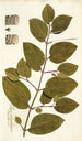 Piper tuberculatum - Nikolaus Joseph Freiherr von Jacquin — vista dell’opera