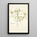 Plantago aegyptiaca - Nikolaus Joseph Freiherr von Jacquin — quadro incorniciato alla parete