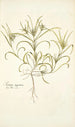 Plantago aegyptiaca - Nikolaus Joseph Freiherr von Jacquin — vista dell’opera