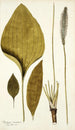 Plantago maxima - Nikolaus Joseph Freiherr von Jacquin — vista dell’opera