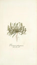 Plantago patagonica - Nikolaus Joseph Freiherr von Jacquin — vista dell’opera