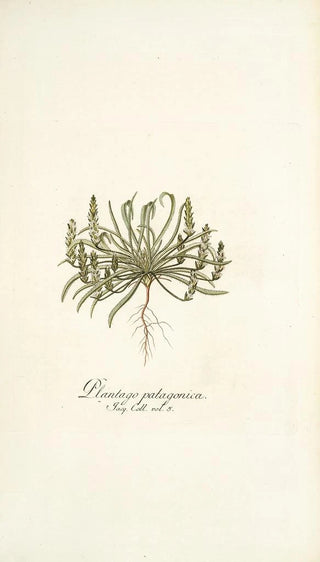 Nikolaus Joseph Freiherr von Jacquin - Plantago patagonica.webp