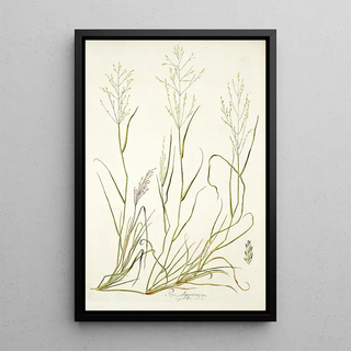 Nikolaus Joseph Freiherr von Jacquin - Poa abyssinica.webp