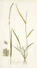 Poa ciliaris - Nikolaus Joseph Freiherr von Jacquin — vista dell’opera