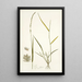 Poa ciliaris - Nikolaus Joseph Freiherr von Jacquin — quadro incorniciato alla parete