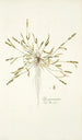 Poa peruviana - Nikolaus Joseph Freiherr von Jacquin — vista dell’opera