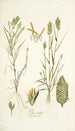 Poa sicula - Nikolaus Joseph Freiherr von Jacquin — vista dell’opera
