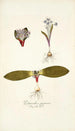 Polyanthes pygmaea - Nikolaus Joseph Freiherr von Jacquin — vista dell’opera