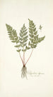 Polypodium alpinum - Nikolaus Joseph Freiherr von Jacquin — vista dell’opera