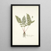 Polypodium alpinum - Nikolaus Joseph Freiherr von Jacquin — quadro incorniciato alla parete
